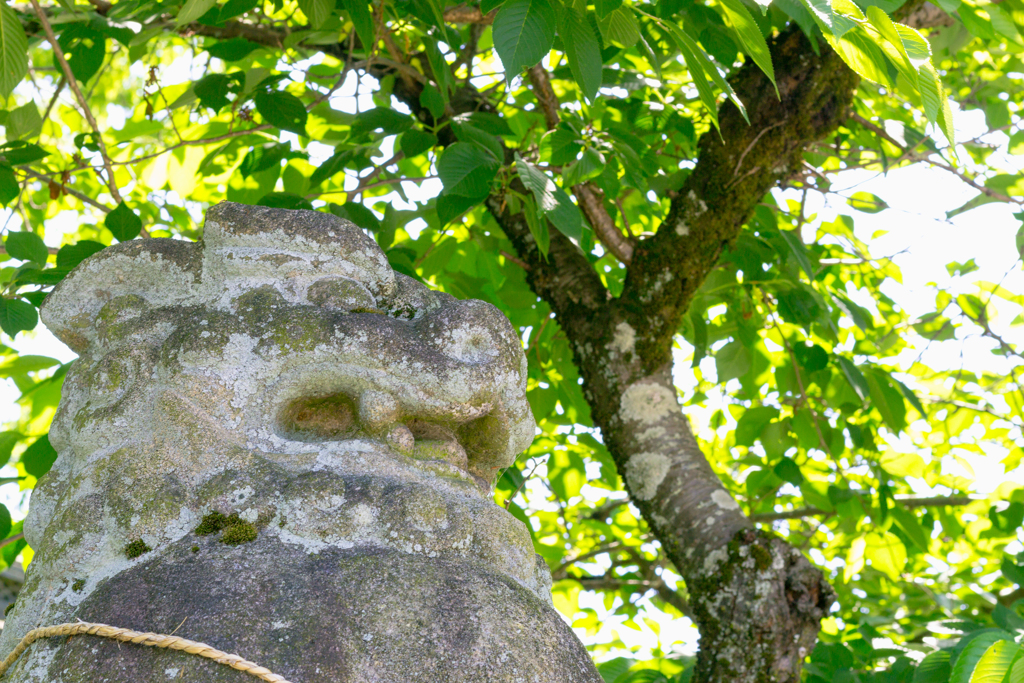 お散歩 in 鴨都波神社