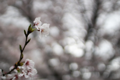 桜 in 葛城公園　その④