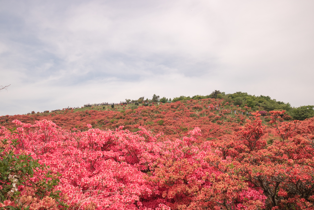 お散歩 in　葛城山つつじ