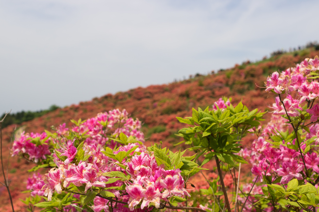 お散歩 in　葛城山つつじ