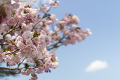 桜　in 高天彦神社　③