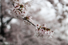 桜 in 葛城公園　その②