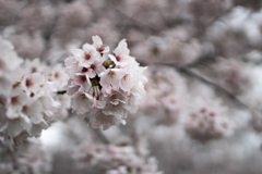 桜 in 葛城公園