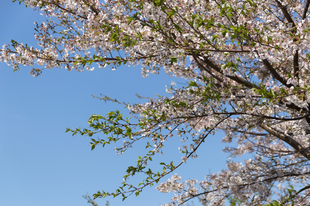 桜　in 高天彦神社　⑮