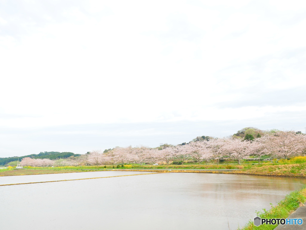 桜並木