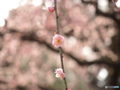 梅
