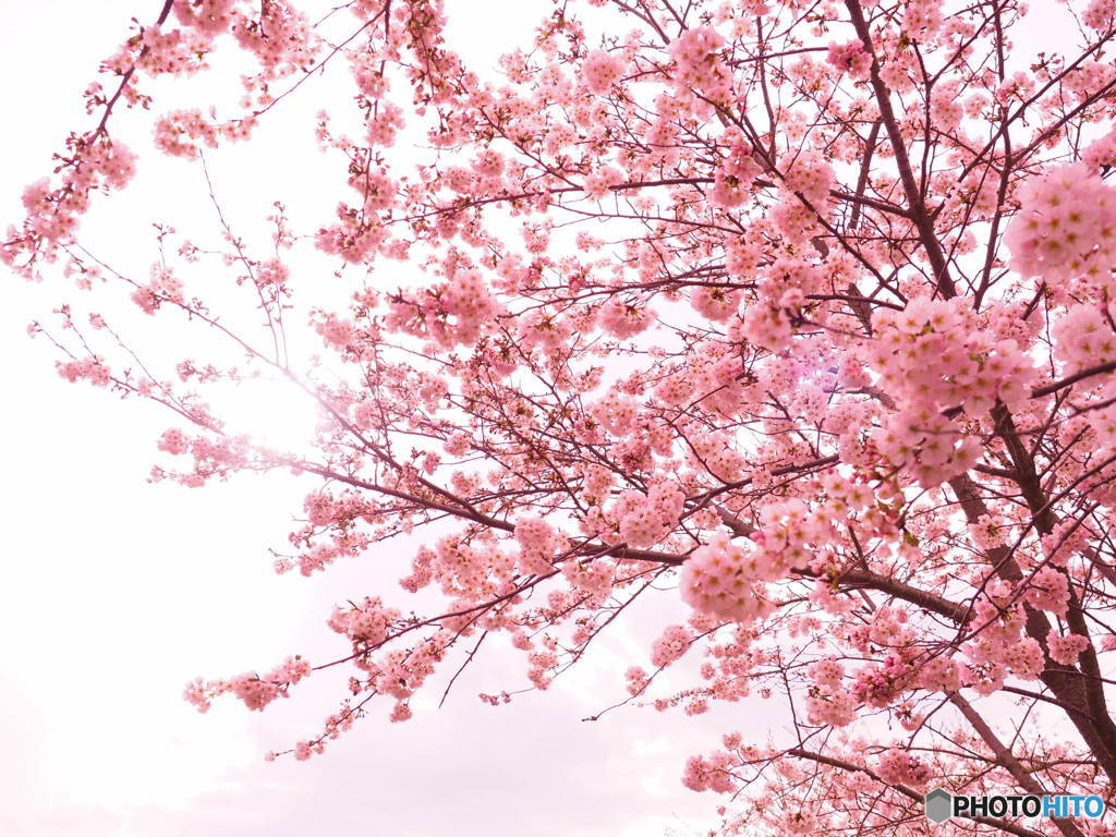 桜陽光