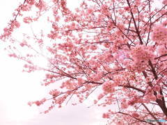 桜陽光