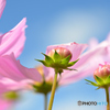 花開くまで...