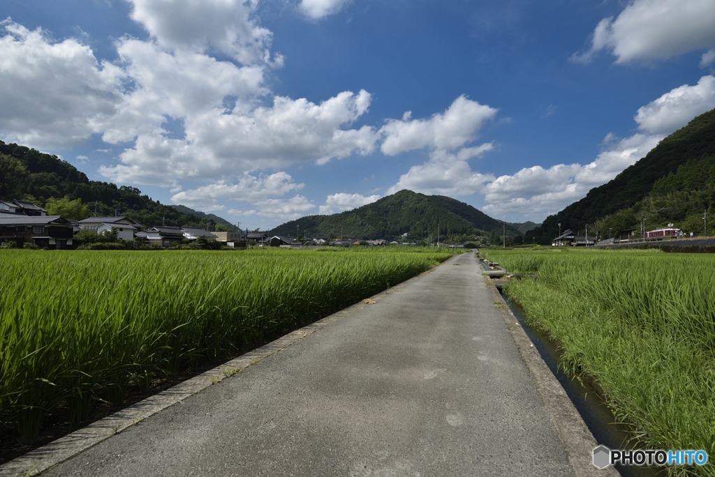 田んぼ道