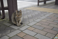 バス停のネコ