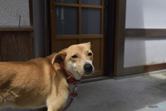 お寺のワン