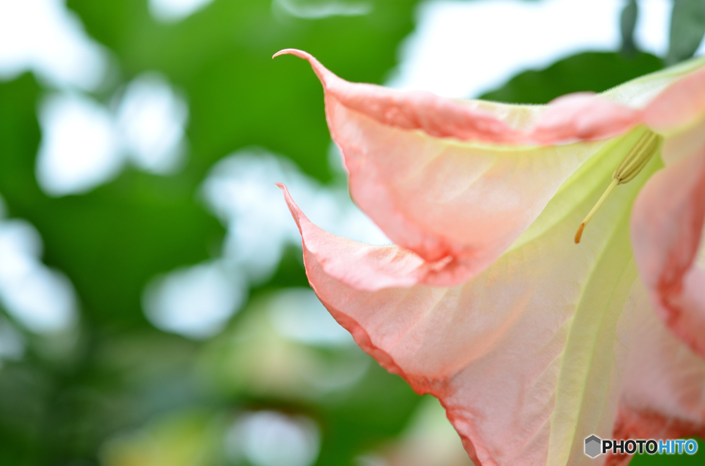 ｆｌｏｗｅｒ