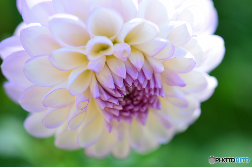 ｆｌｏｗeｒ