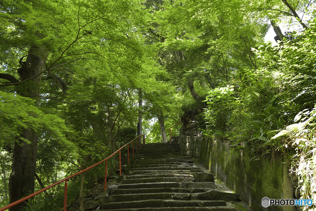 緑の道