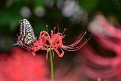 曼珠沙華