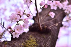 桜