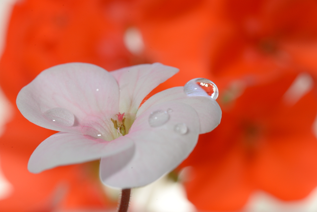 Geranium