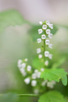 紫蘇の花