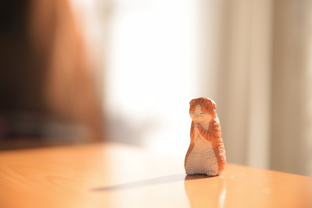 拝み猫