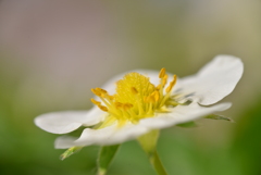 イチゴの花