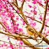 鳥さん