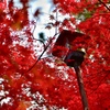 紅葉