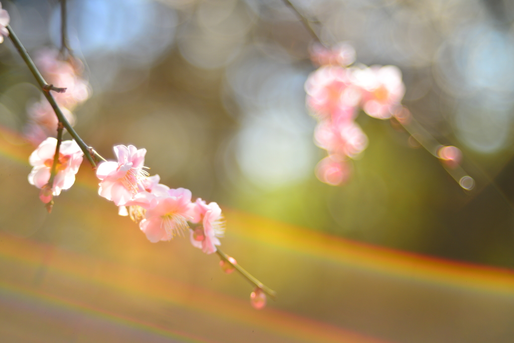 梅の花