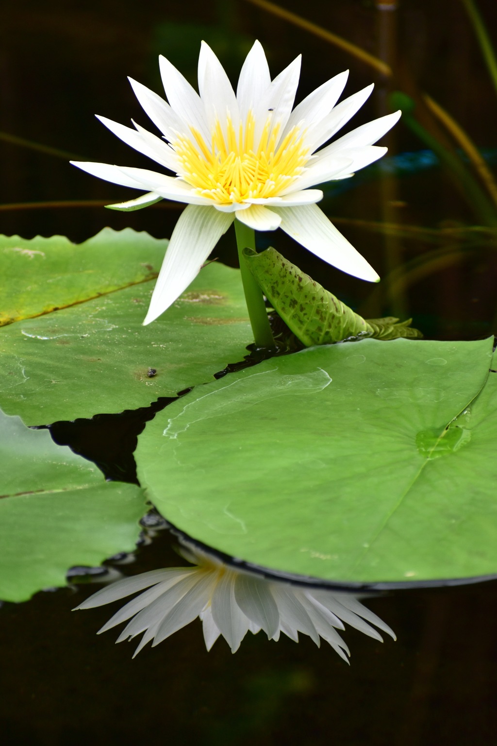 水鏡