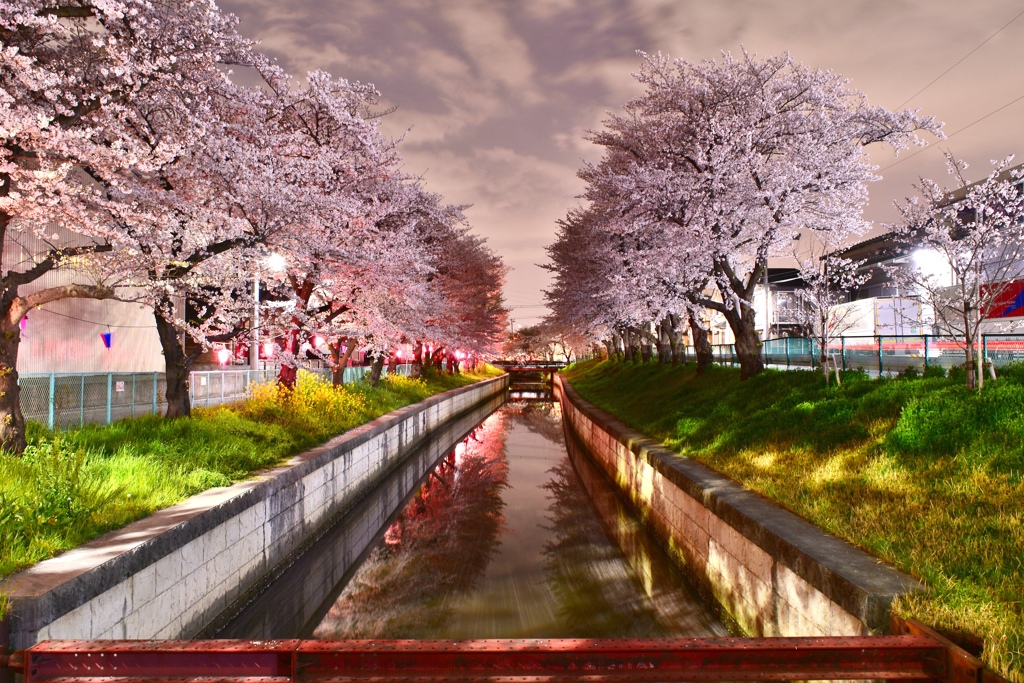 夜桜