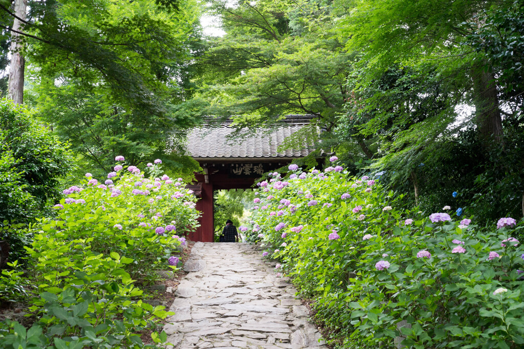 あじさい寺