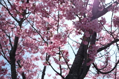 DSCF8278