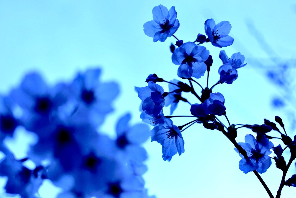 青桜