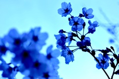 青桜