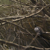 SDIM6467