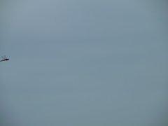 P1020292
