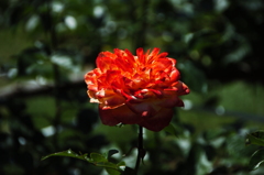 DSC_0175