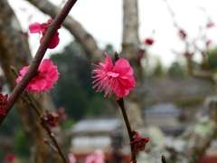 DSCN0110
