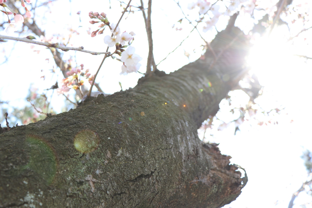 桜