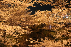 夜桜