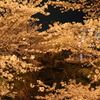 夜桜