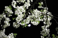 夜桜