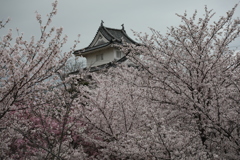 桜と丸亀城　