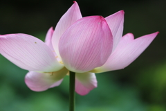 蓮の花