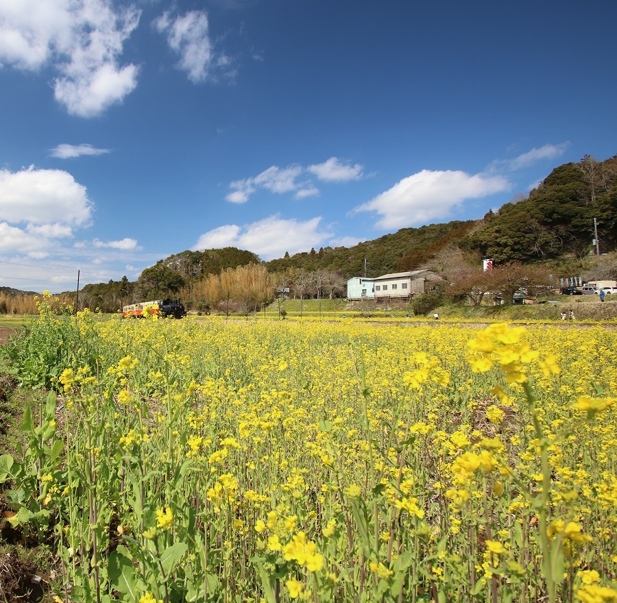 トリム列車やってくる_1043 (1)