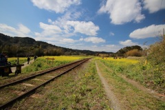 小湊鉄道、菜の花畑