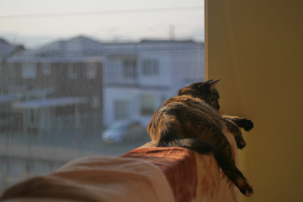 怖くないの？