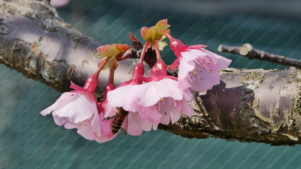 台北の寒桜03