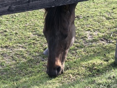 馬‥お食事中