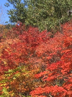 萌える紅葉